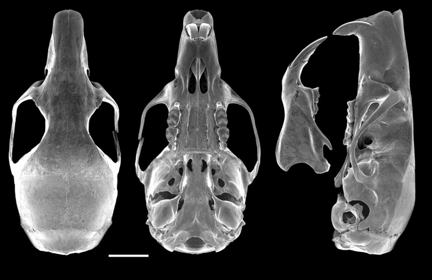 Media for Apomys zambalensis