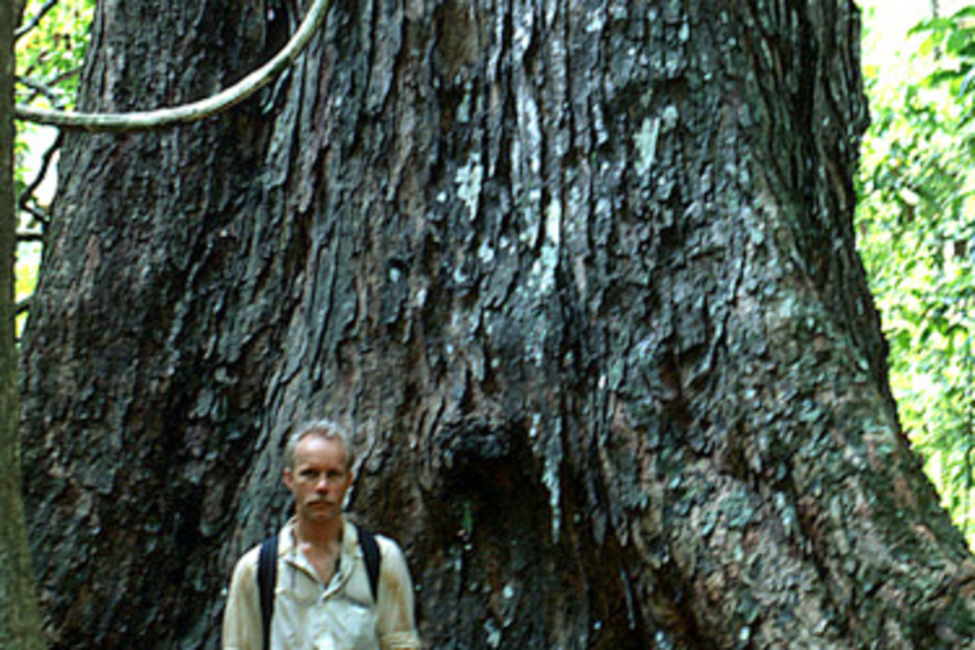 Media for In creating tools for identification, ECCo uncovers new species to science