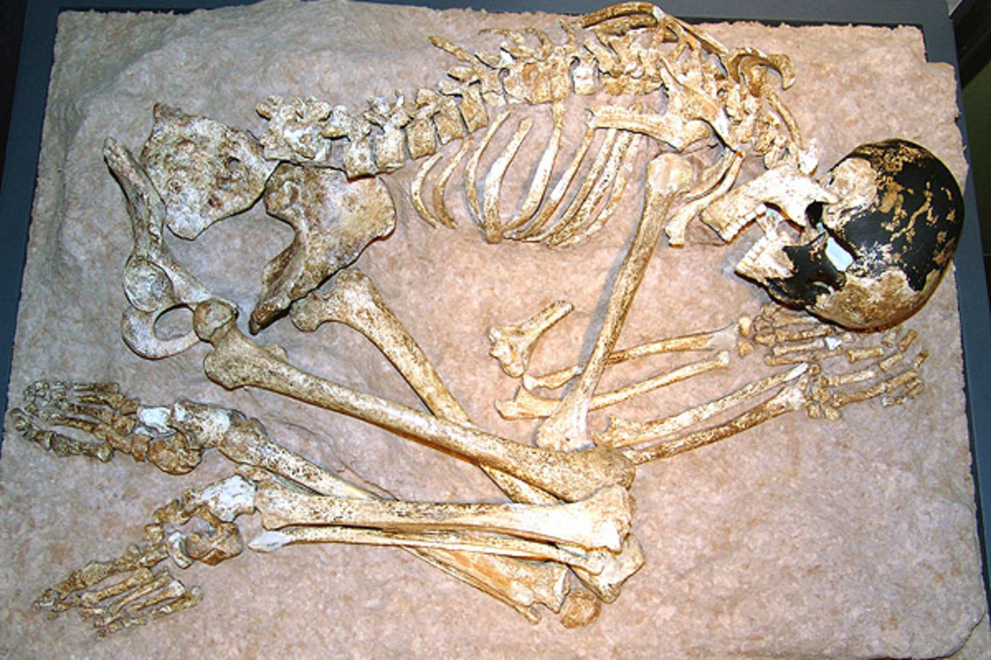 Skeleton of "Magdalenian Girl" as displayed in the permanent exhibit Evolving Planet.