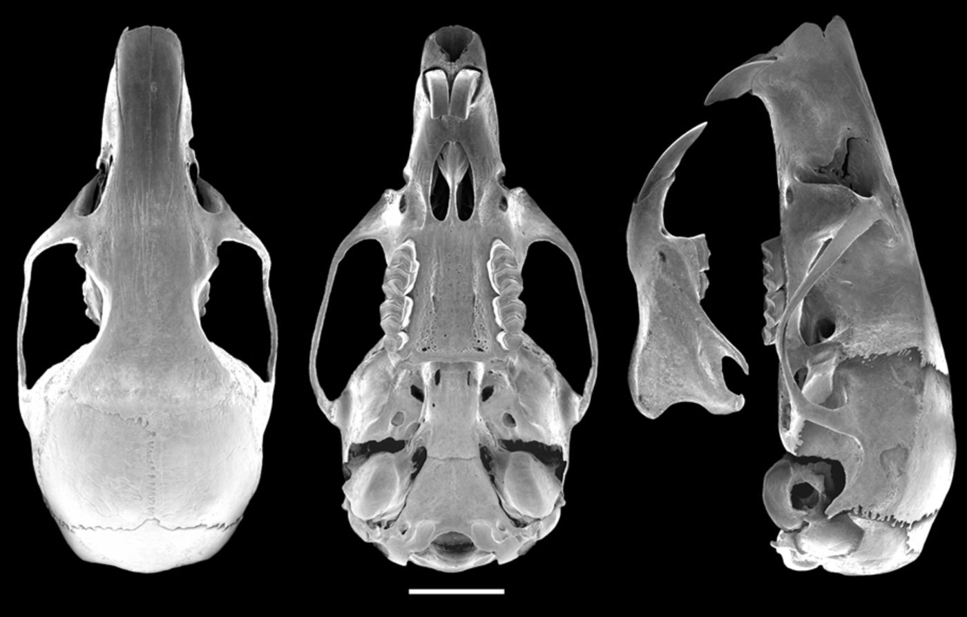 Media for Apomys aurorae