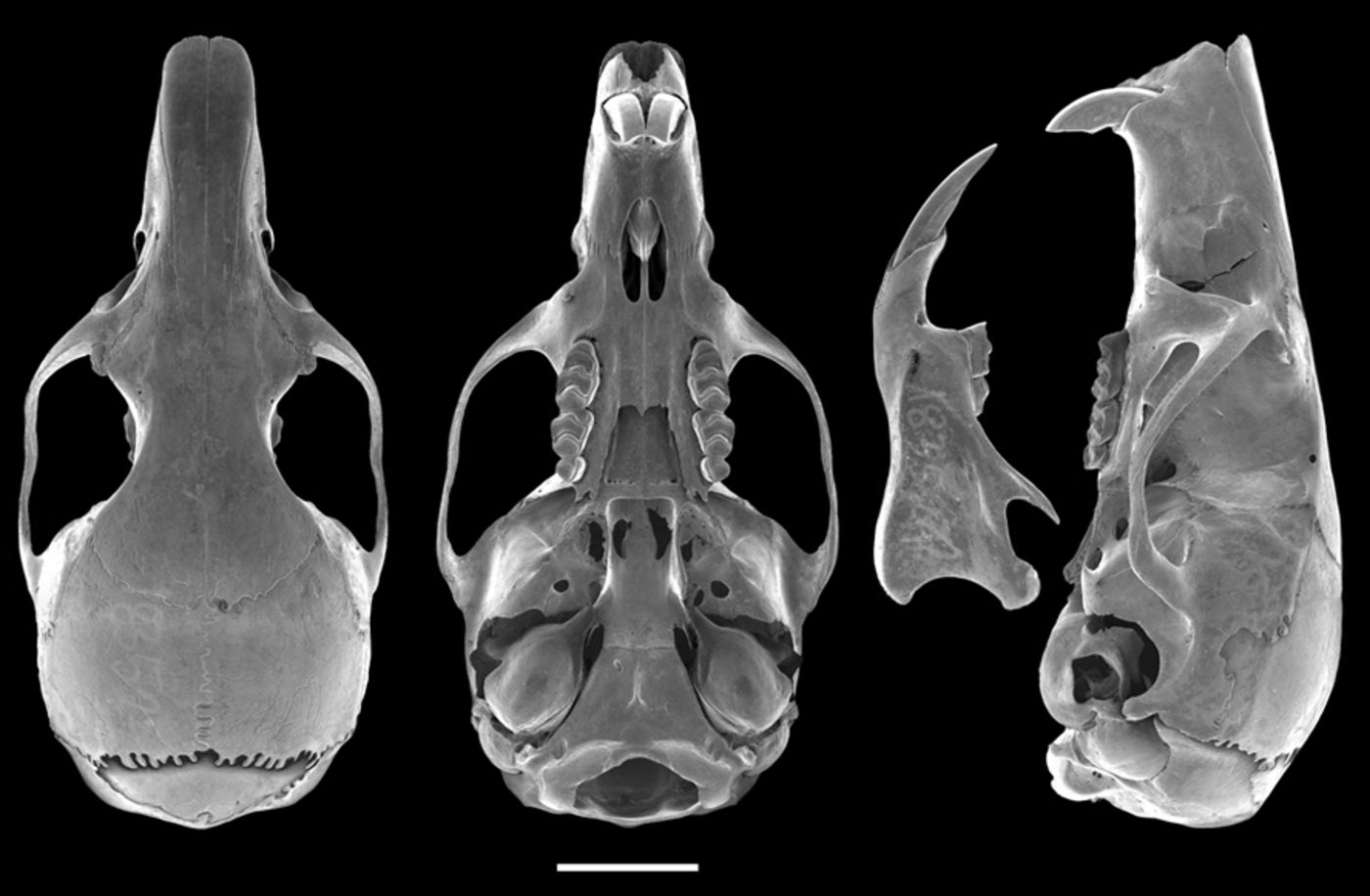 Media for Apomys brownorum