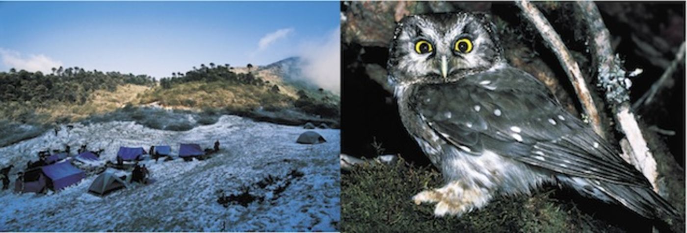 Media for Birds-History