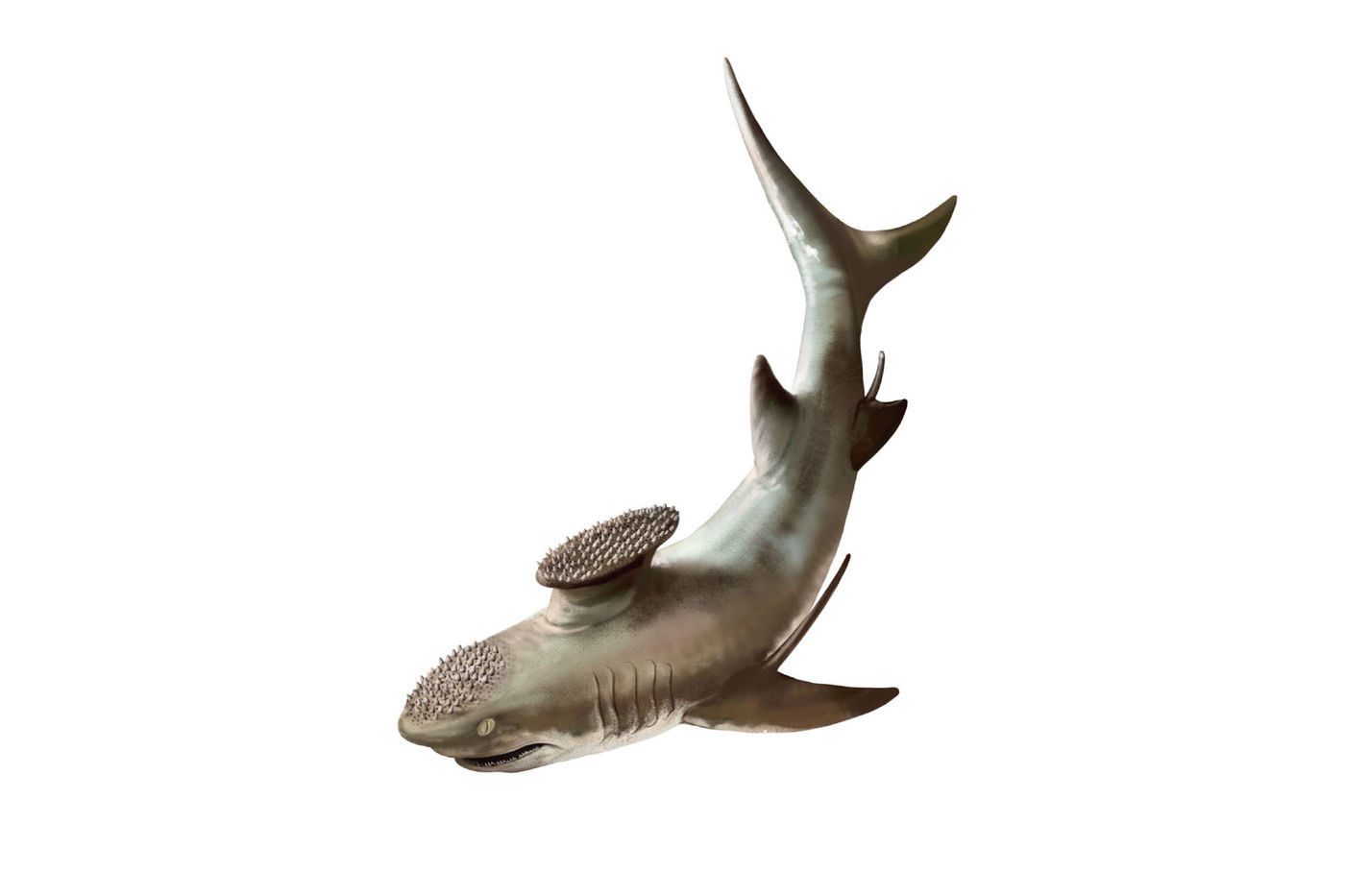 fossile di stethacanthus