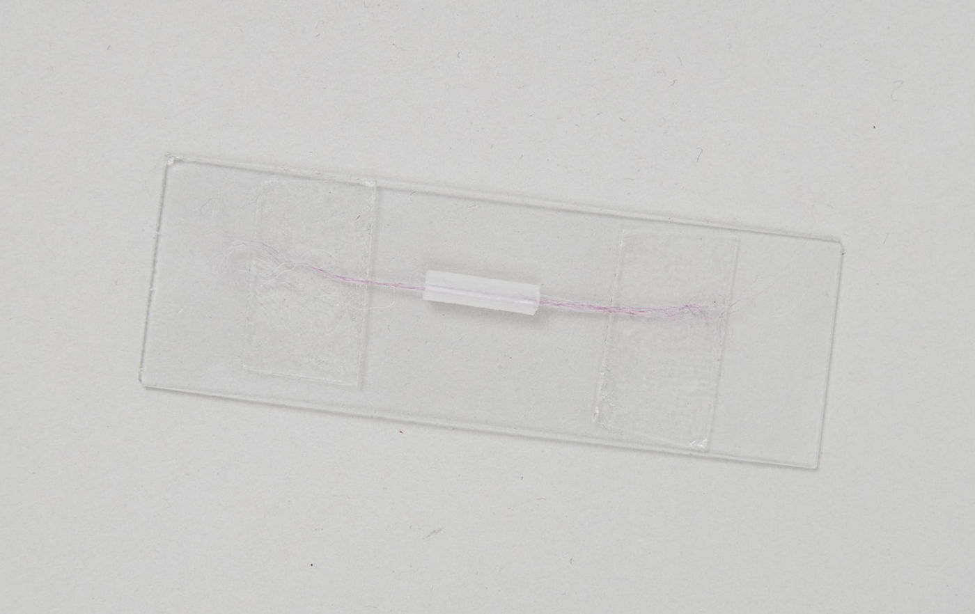 Fiber mounted on microscope slide. The fiber is threaded though the section of transfer pipette and held taut with double-sided tape at either end.
