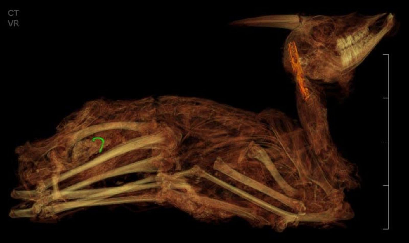 A scan of a seated gazelle, showing its shape and some of its bones, on a black background