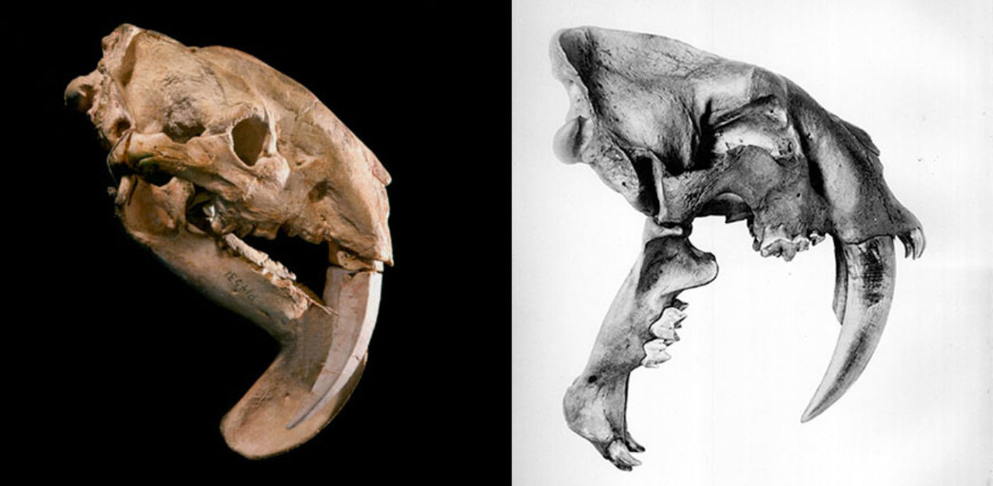 Sabre-toothed cat, Size, Extinction, & Facts