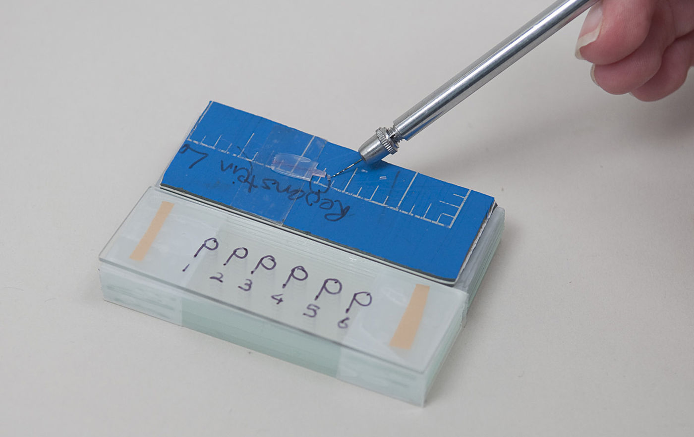 Transferring the sections from the cutting mat to the parking slide (now showing P's) with a fine needle. The glass blocks lift the working surfaces to a height where it is comfortable to use the needle at a shallow angle.