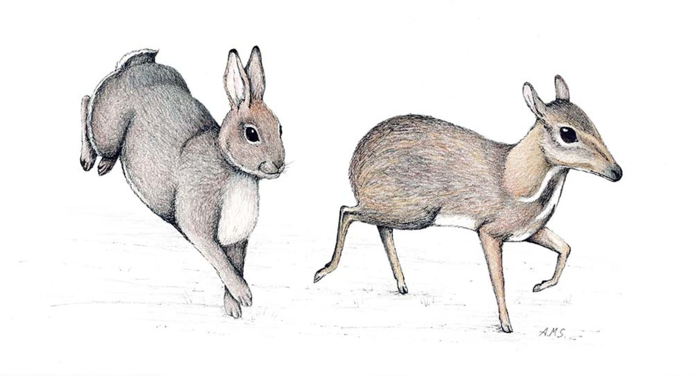 Illustration of a gray rabbit leaping and a small deer-like animal