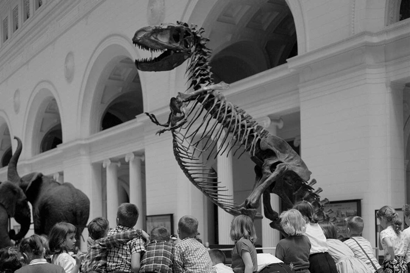 Waking the T. rex 3D: The Story of SUE - Field Museum