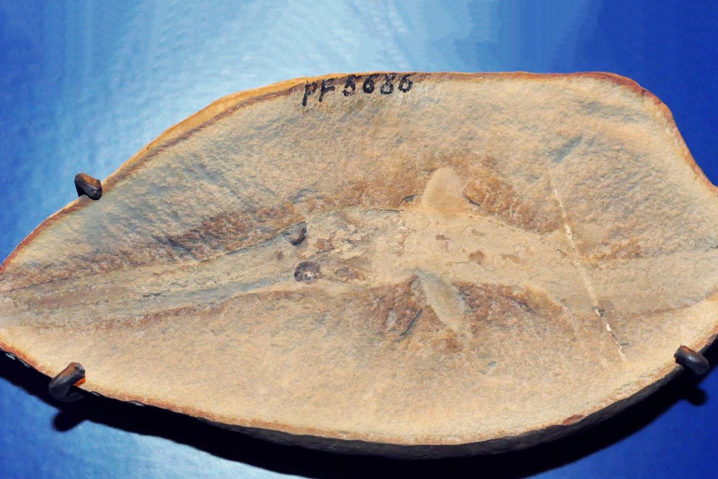 Smelling in stereo—a surprising find on a fossilized shark