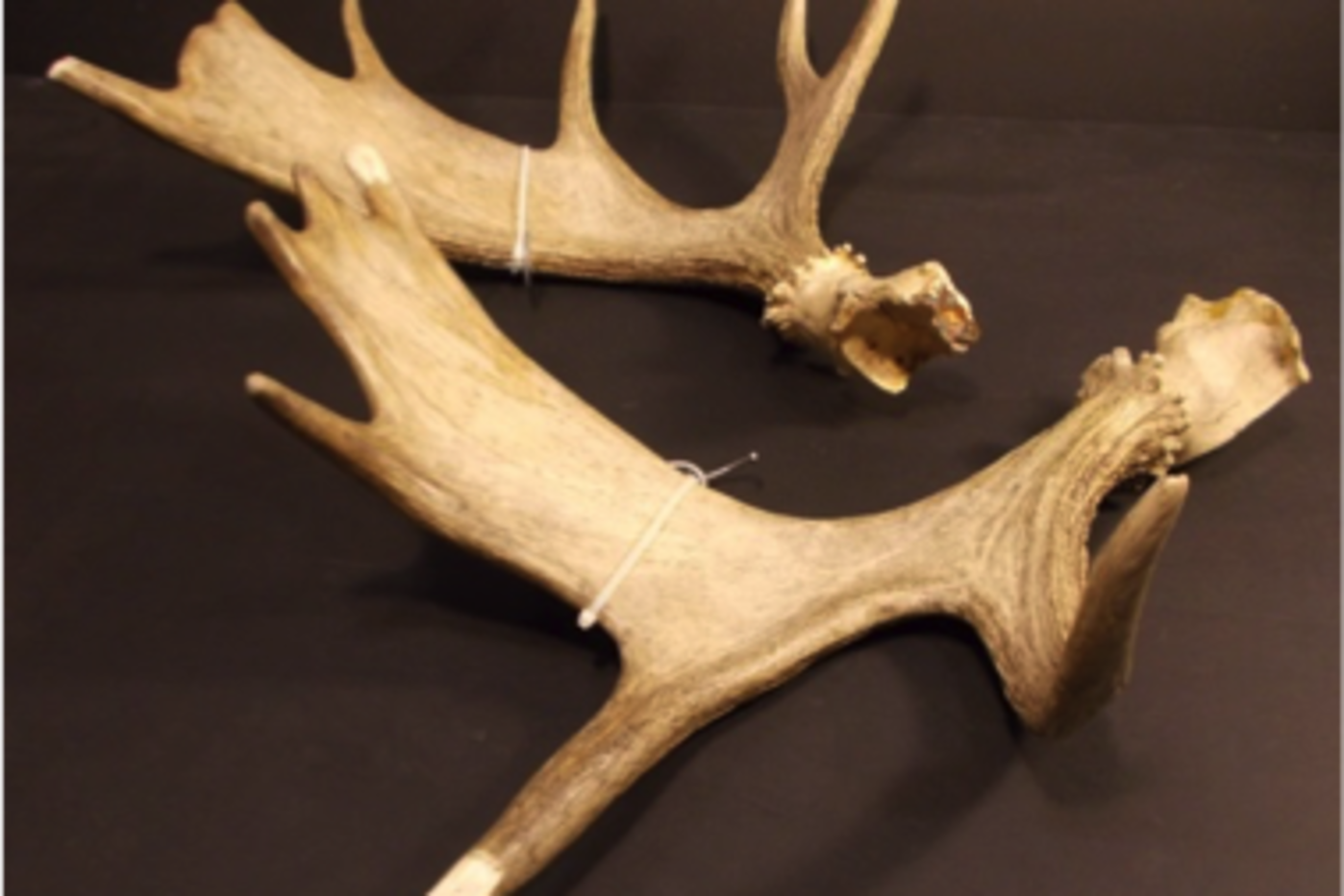 How are reindeer antlers 2025 similar to a human fingerprint