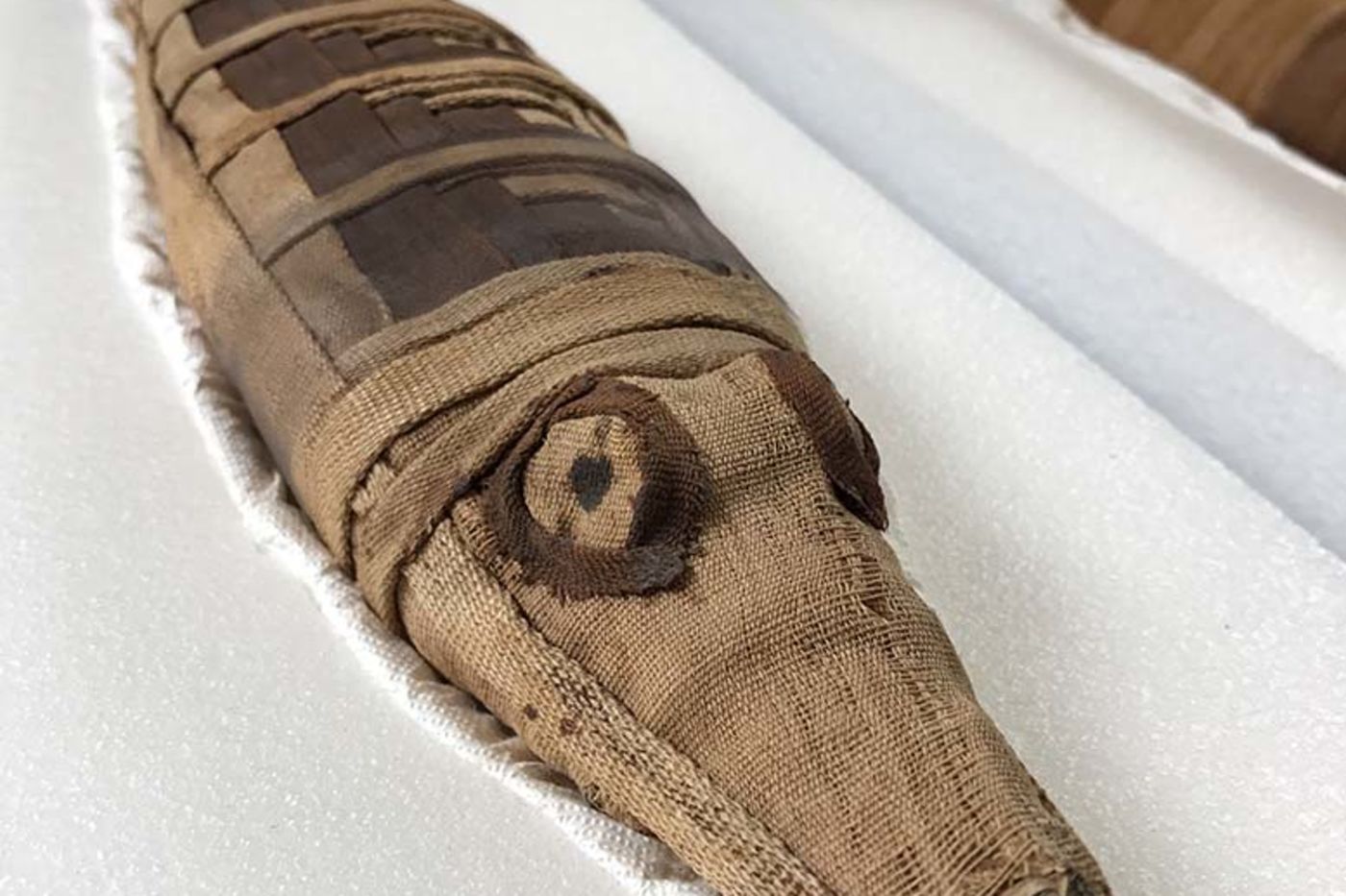 Close-up of a small crocodile mummy wrapped in brown cloth with the eyes drawn on, and other similar bundles in the background
