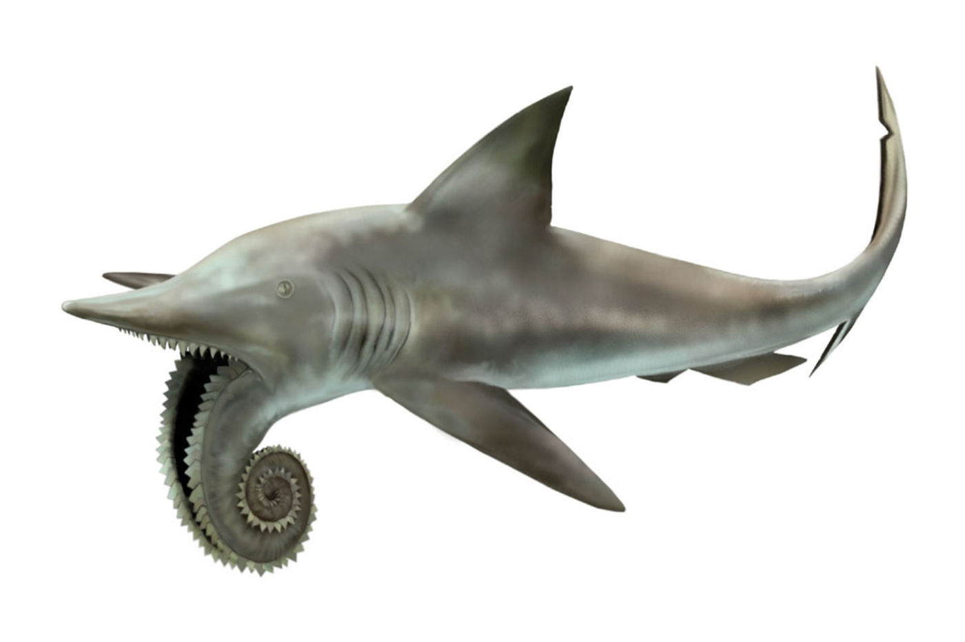 fossile di stethacanthus