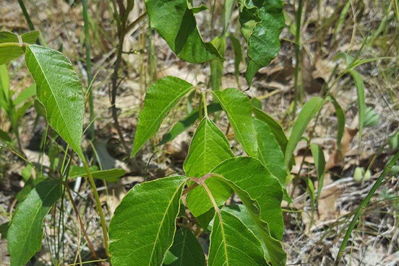 How to Steer Clear of Two Common Poisonous Plants - Field Museum