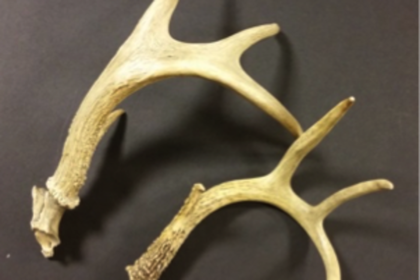 1640824150 white taileddeer Antlers: What's Their Function?
