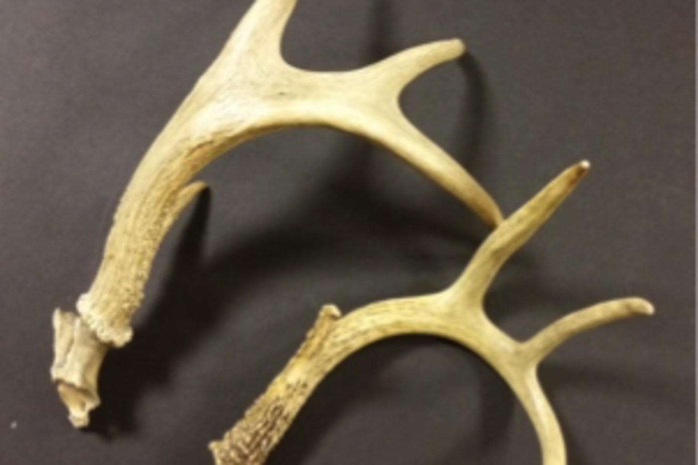 Deer Antler, Medium – High Fashion Home