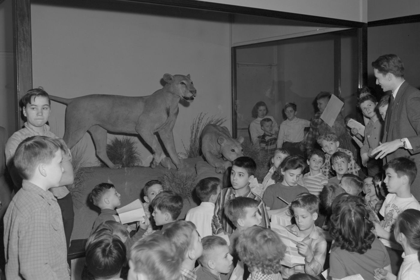 Tsavo Lions - Field Museum