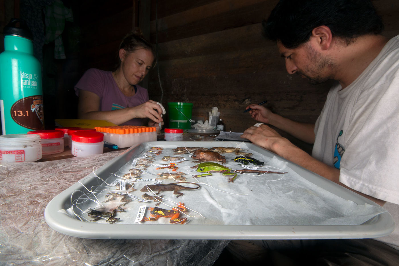Two people work at a table with a tray of small frogs and lizards that are labeled.
