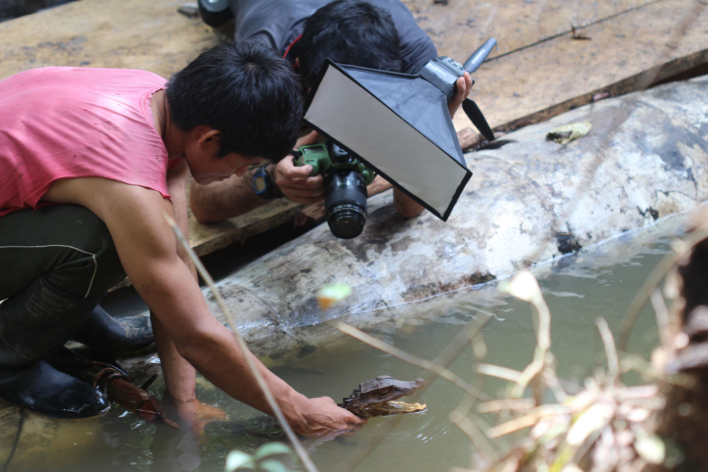 One person holds a caiman partially out of water and a second person takes a photograph of the caiman.