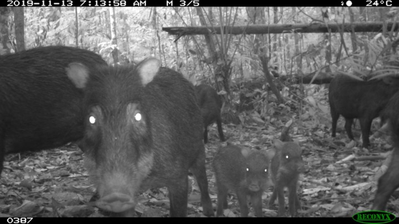 Pig-like peccaries seem to look directly into the camera. There is an adult and two juveniles, with other peccaries in the forest background.
