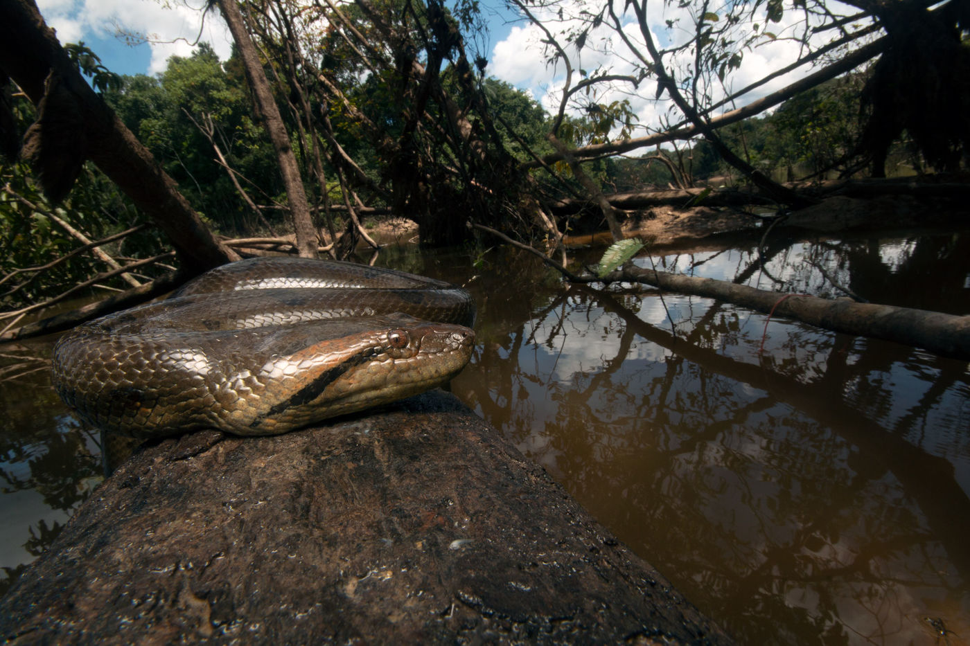 A snake rests its head on a rock in a river, with trees in the background.