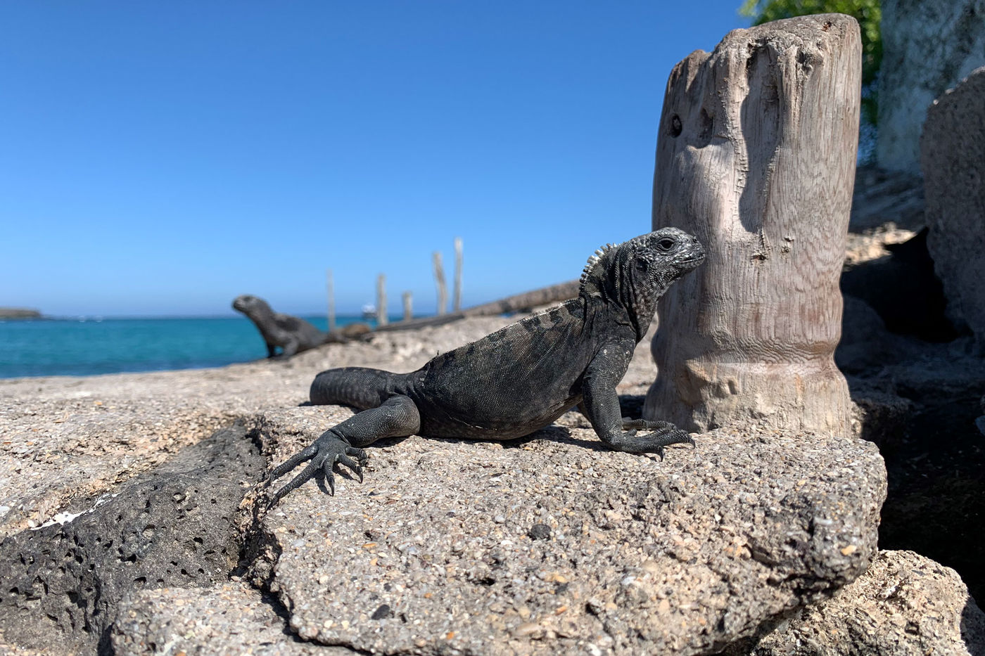 Media for Following Darwin to the Galápagos