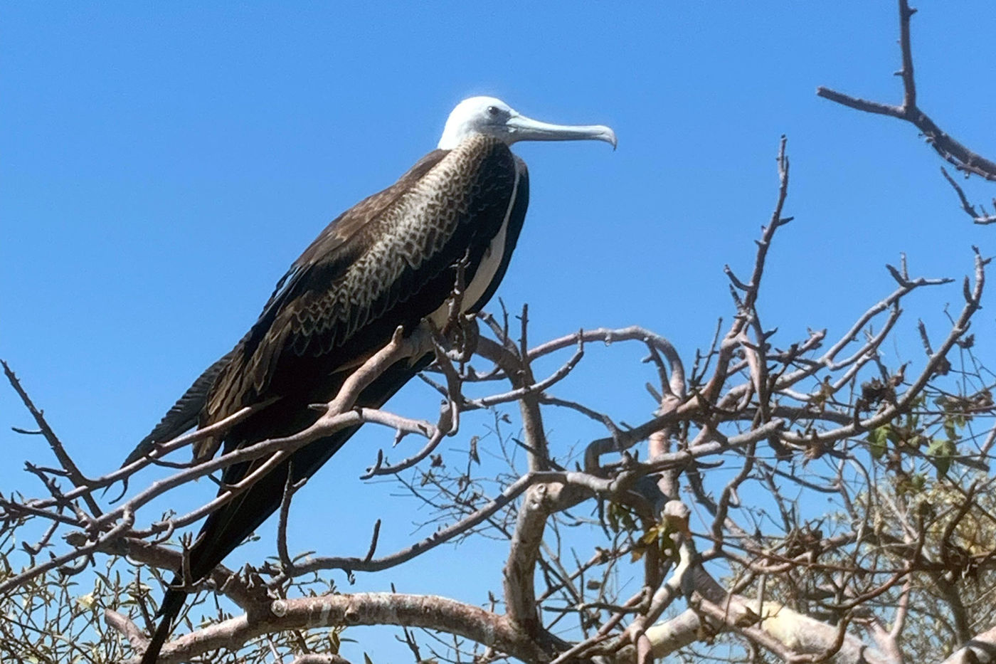 Media for Following Darwin to the Galápagos