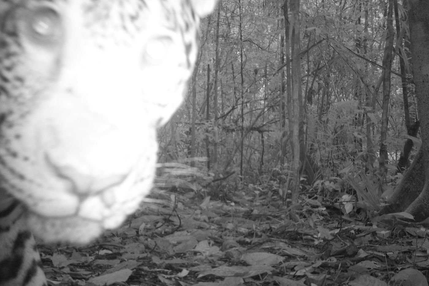 Close-up photo of a jaguar’s face, as if looking directly into the camera. Behind the jaguar is forest floor and trees.