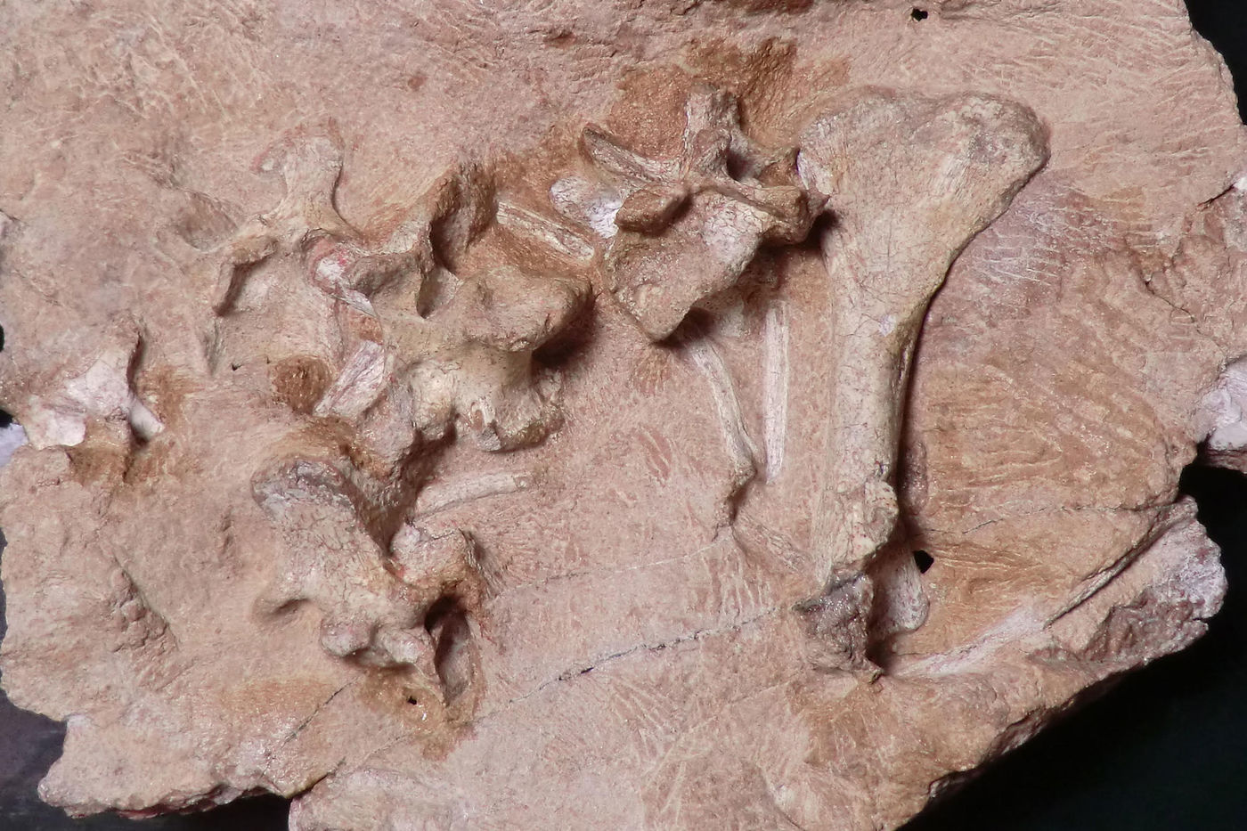 Media for These New Fossil Discoveries Show Why Evolution is the Coolest