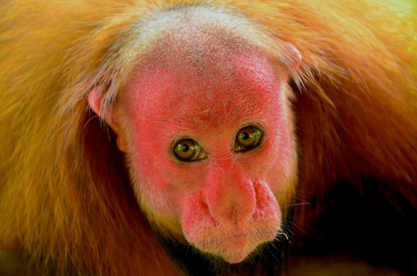 A close-up portrait of a golden haired monkey with a bald, pink face.