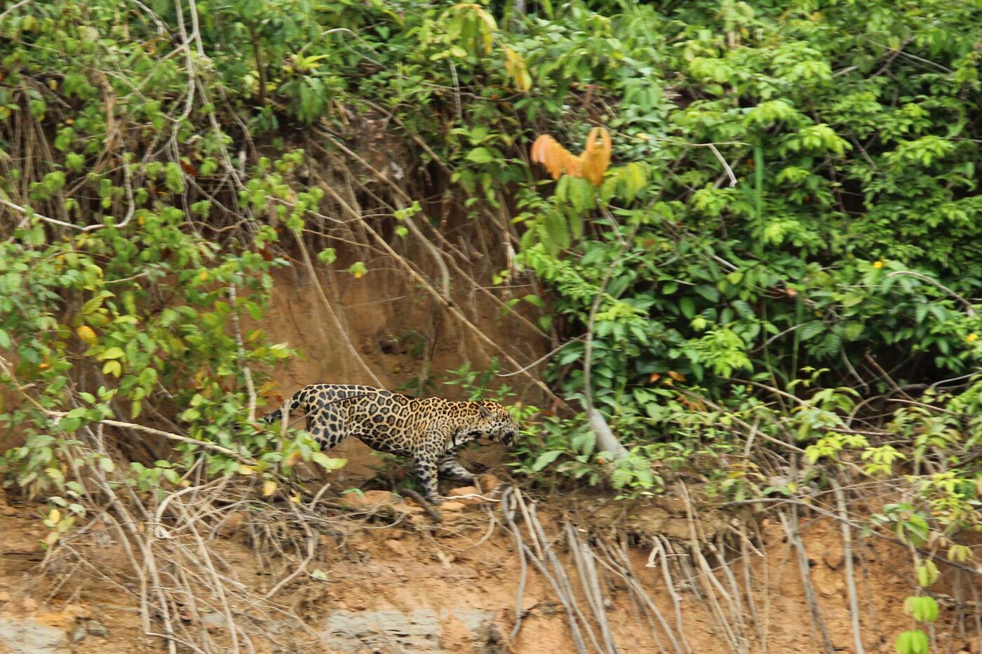 Media for How can we protect enough biodiversity to sustain life on Earth?