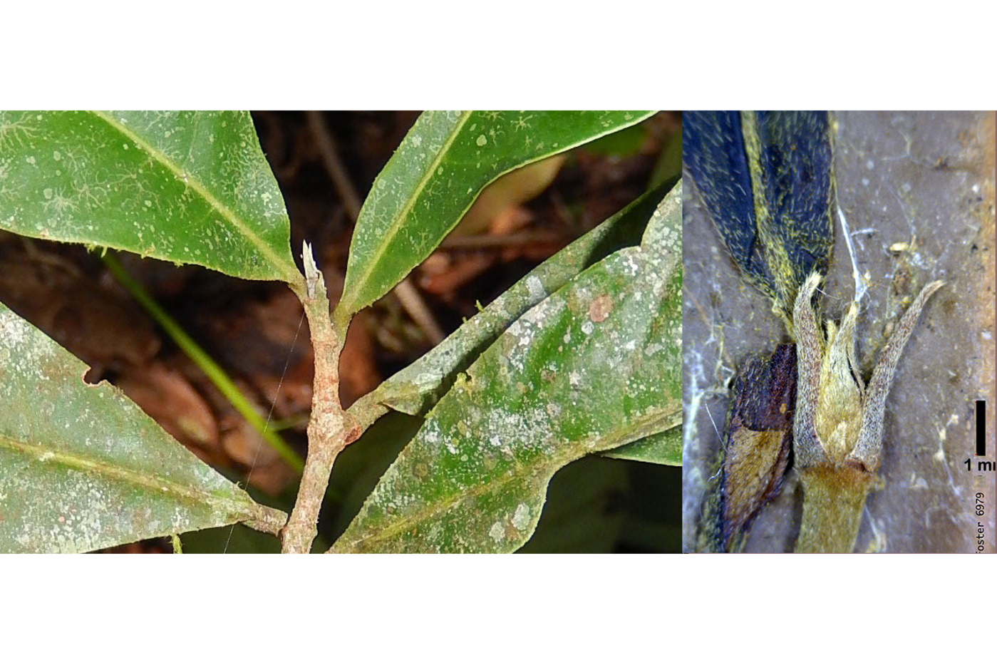 Two photos of the center stem of a plant with green leaves. The image on the right is a close-up view through a microscope. 