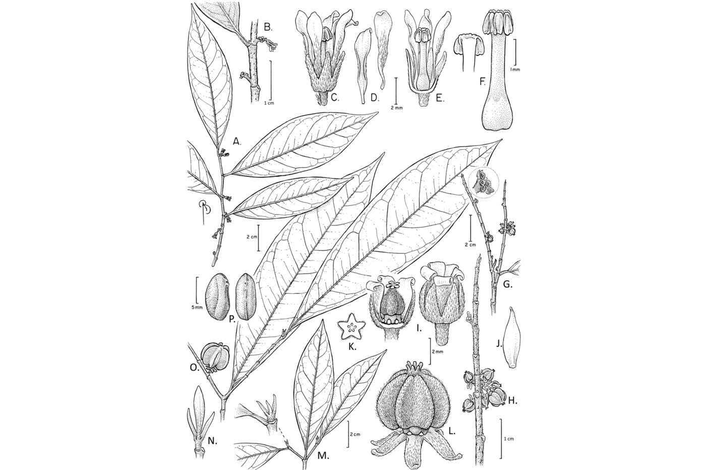 Black-and-white illustration of all the different elements of a new plant species.