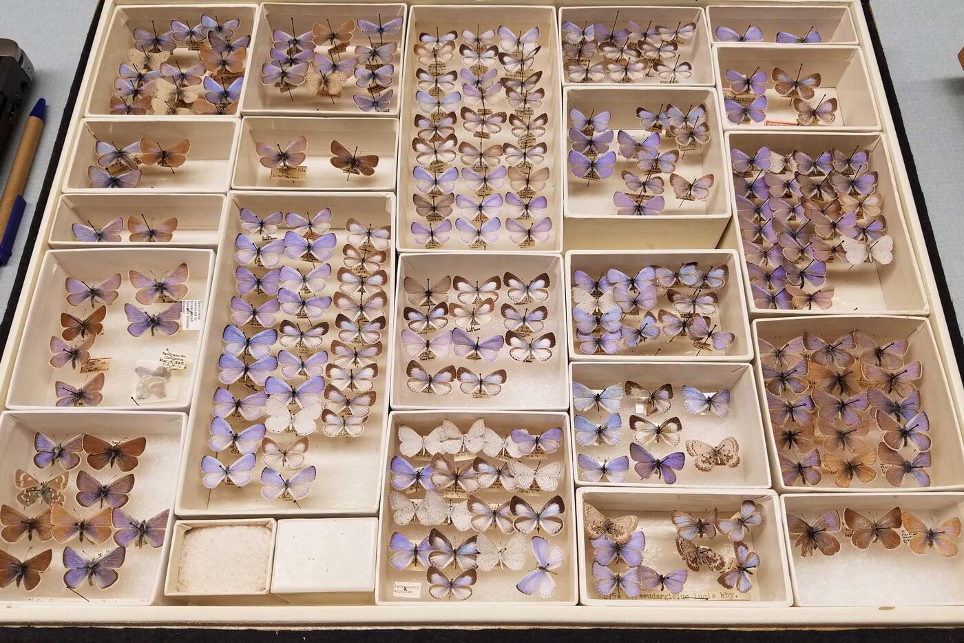 A collections drawer full of small bluish-purple pinned butterfly specimens. 