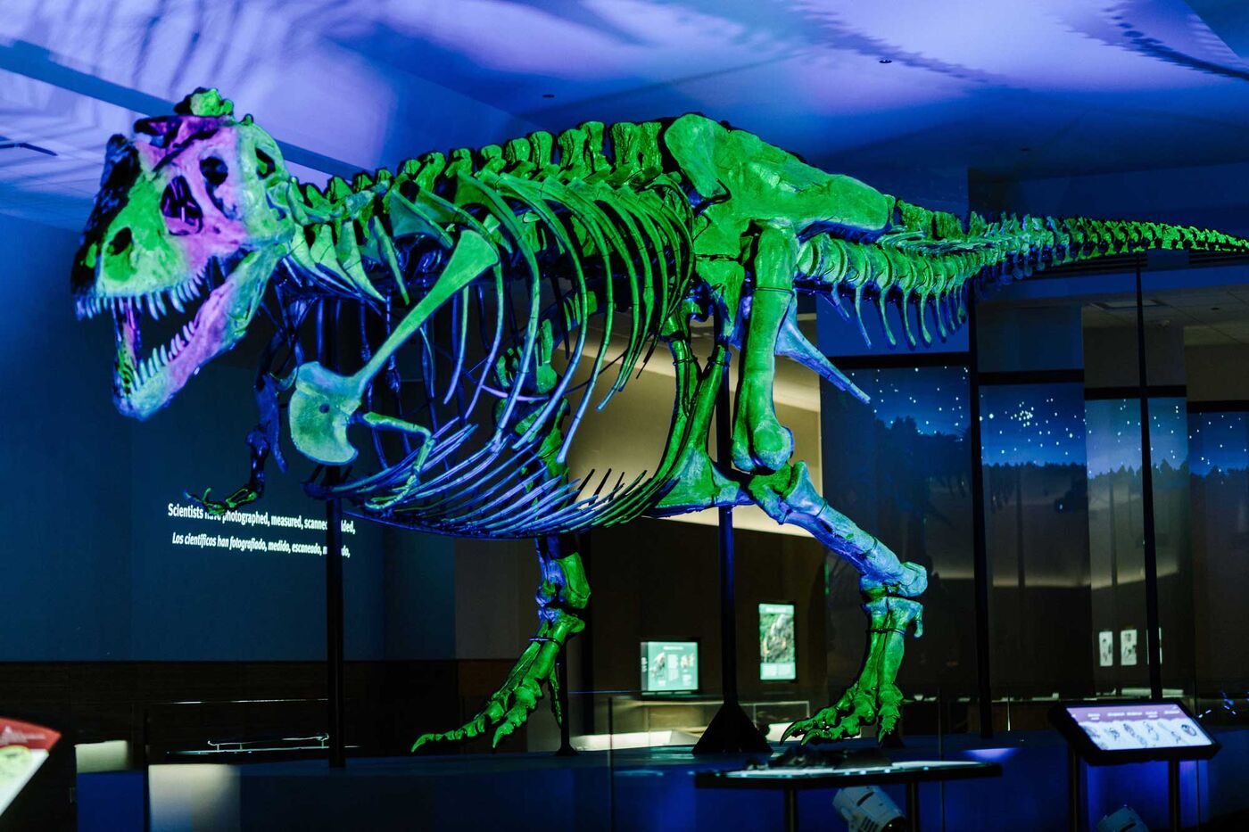 Waking the T. rex 3D: The Story of SUE - Field Museum