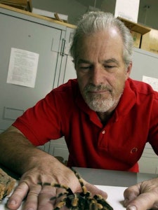 A man in a red shirt calmly holds his hand flat on a table top while and orange-and-black tarantula steps onto his fingers.