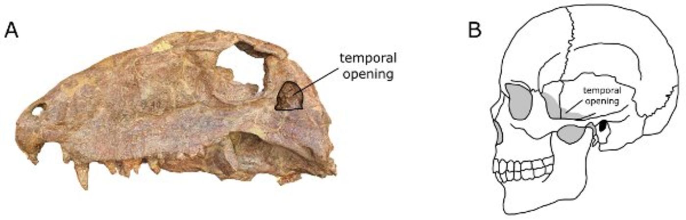 Media for The Fossil Non-mammalian Synapsid Collection at The Field Museum