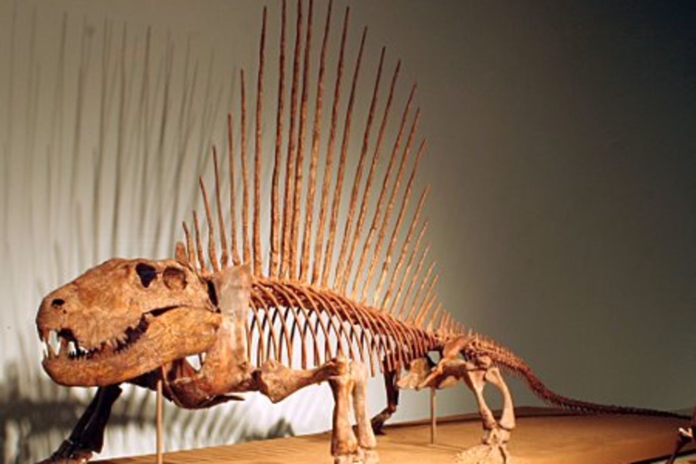 Media for The Fossil Non-mammalian Synapsid Collection at The Field Museum