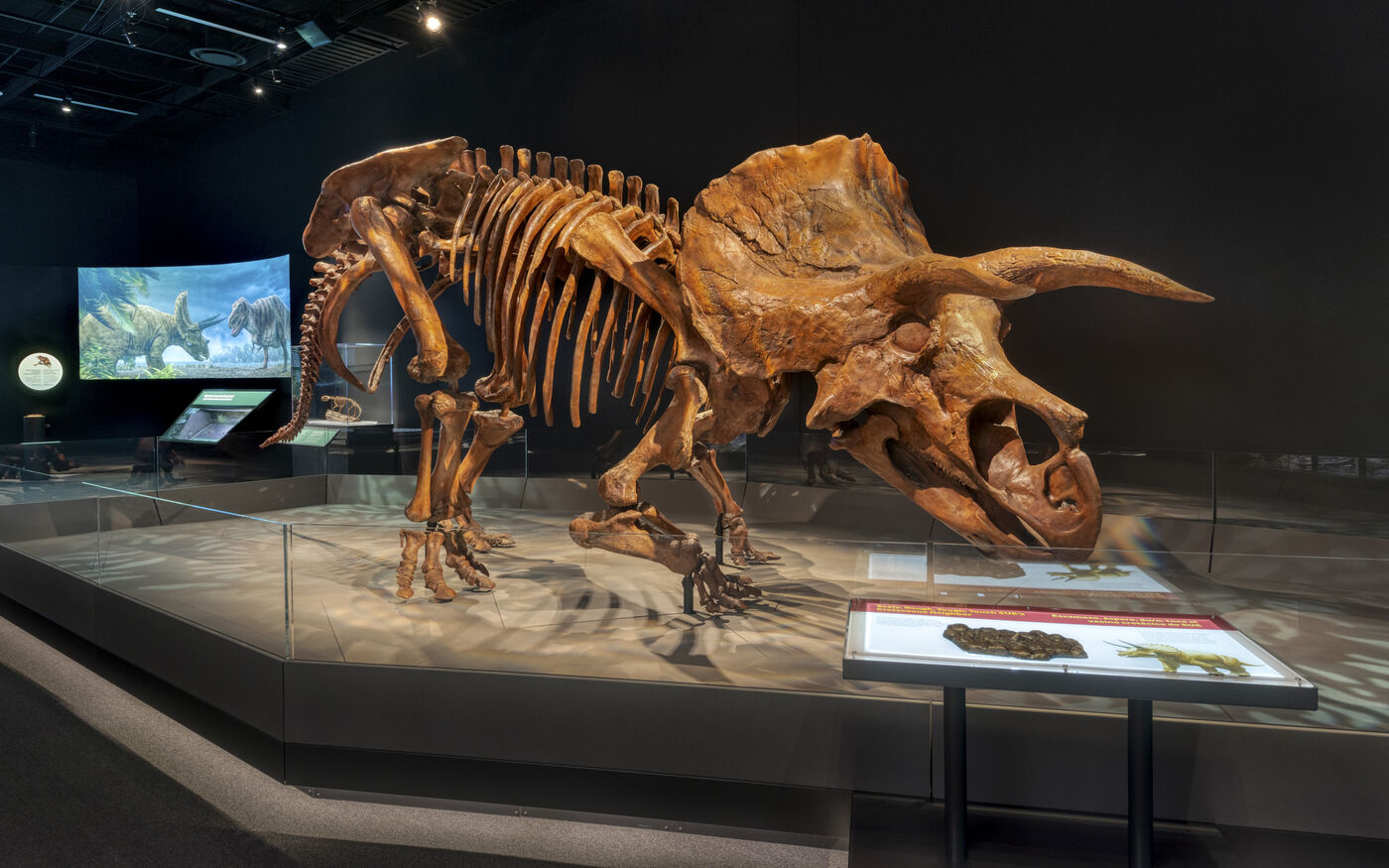 Waking the T. rex 3D: The Story of SUE - Field Museum