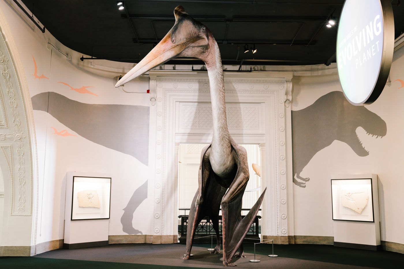 A pterosaur model with folded wings and a very long beak sits in front of a classical arch. A T. rex silhouette is seen on the walls behind it. To the right is a round sign that reads Evolving Planet.