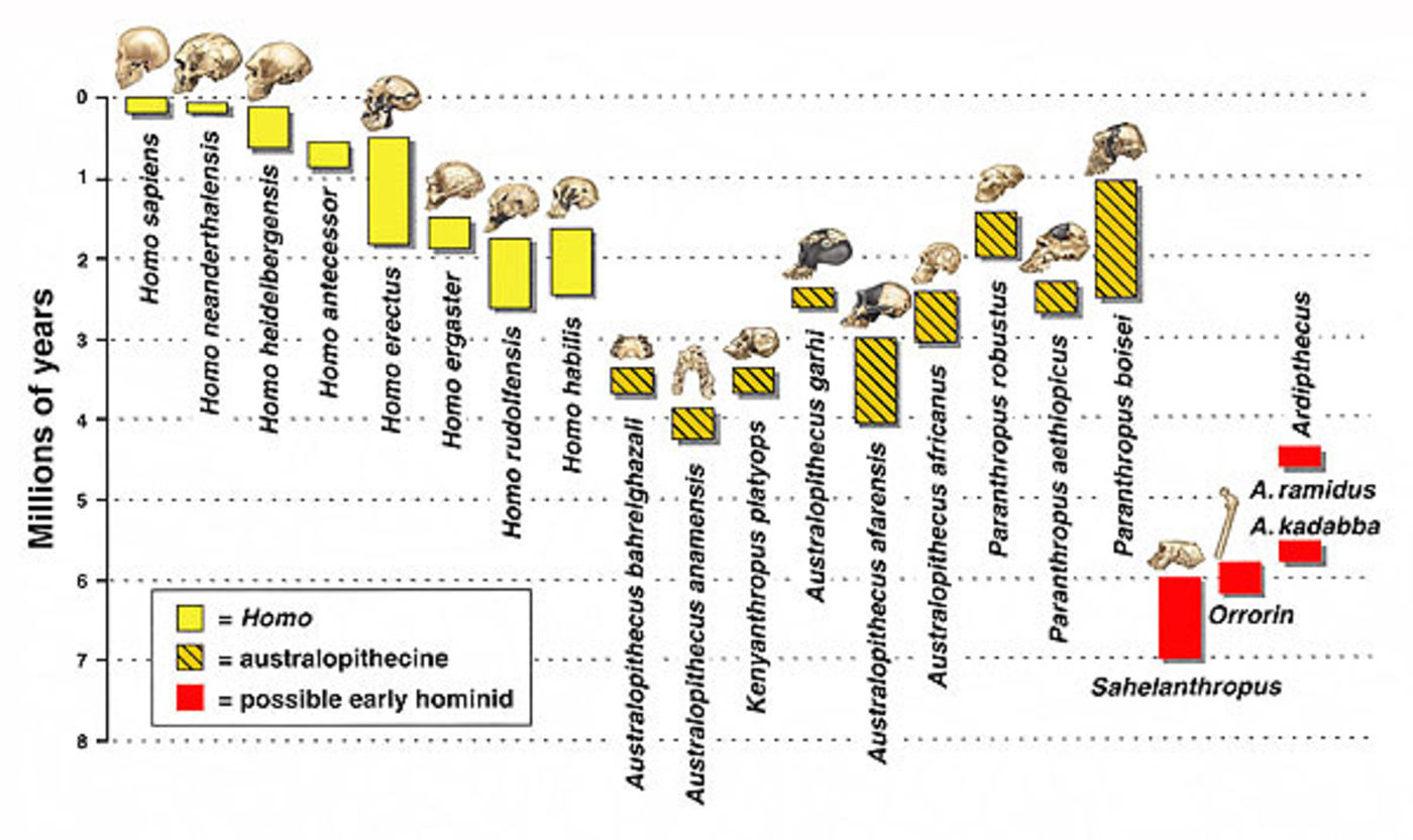 Evolutionary tree of Hominids, from 7 million years ago to the present.