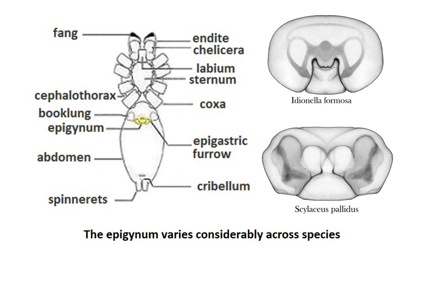 Graphic highlighting the location of the  epigynum on female Dwarf Spiders, with the note that “The epigynum varies considerably across species.”