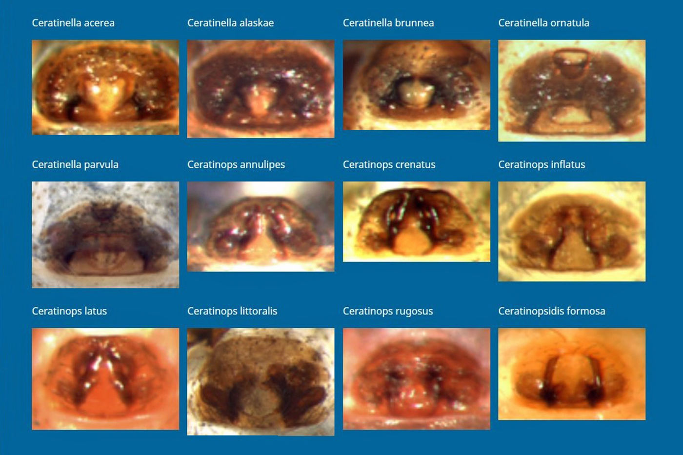 Screenshot from the online image gallery, showing images of 12 different female Dwarf Spider’s reproductive organs.