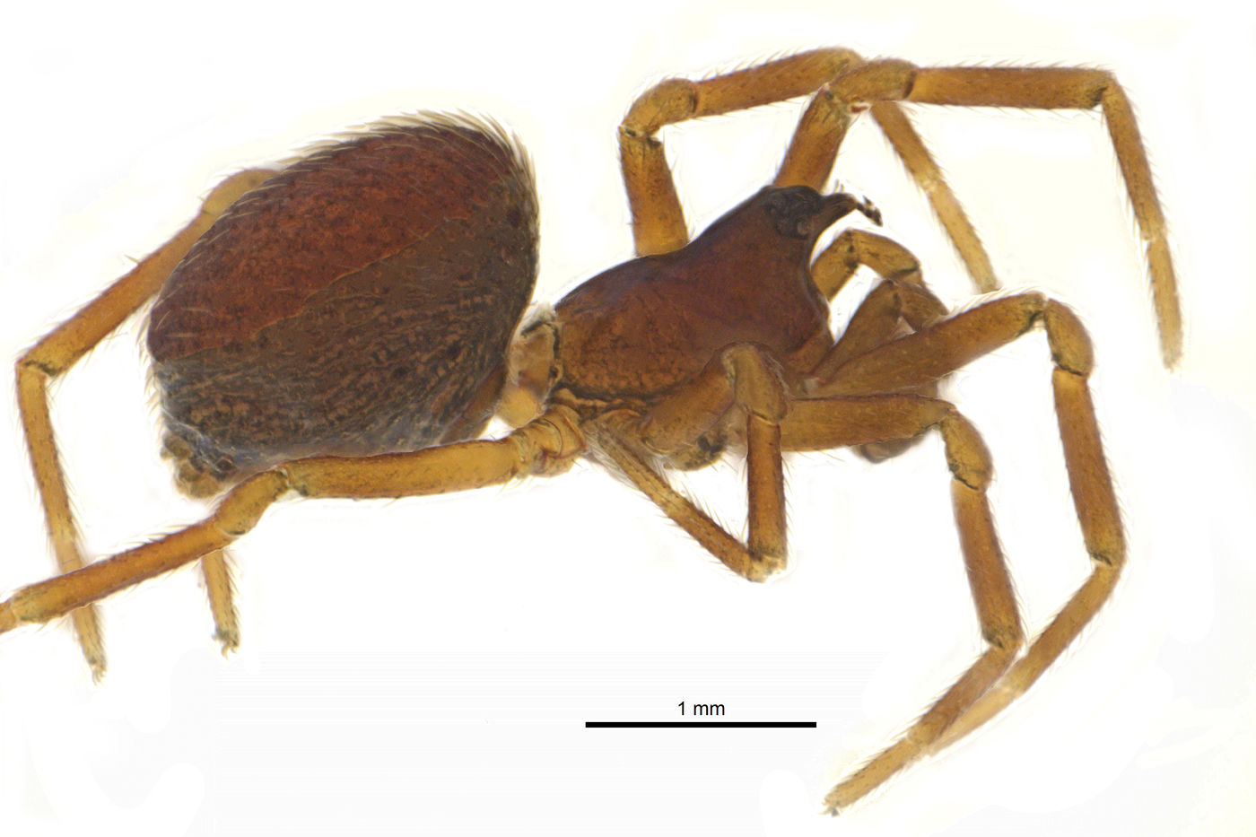 Full body of a male Dwarf Spider, Floricomus-rostratus.