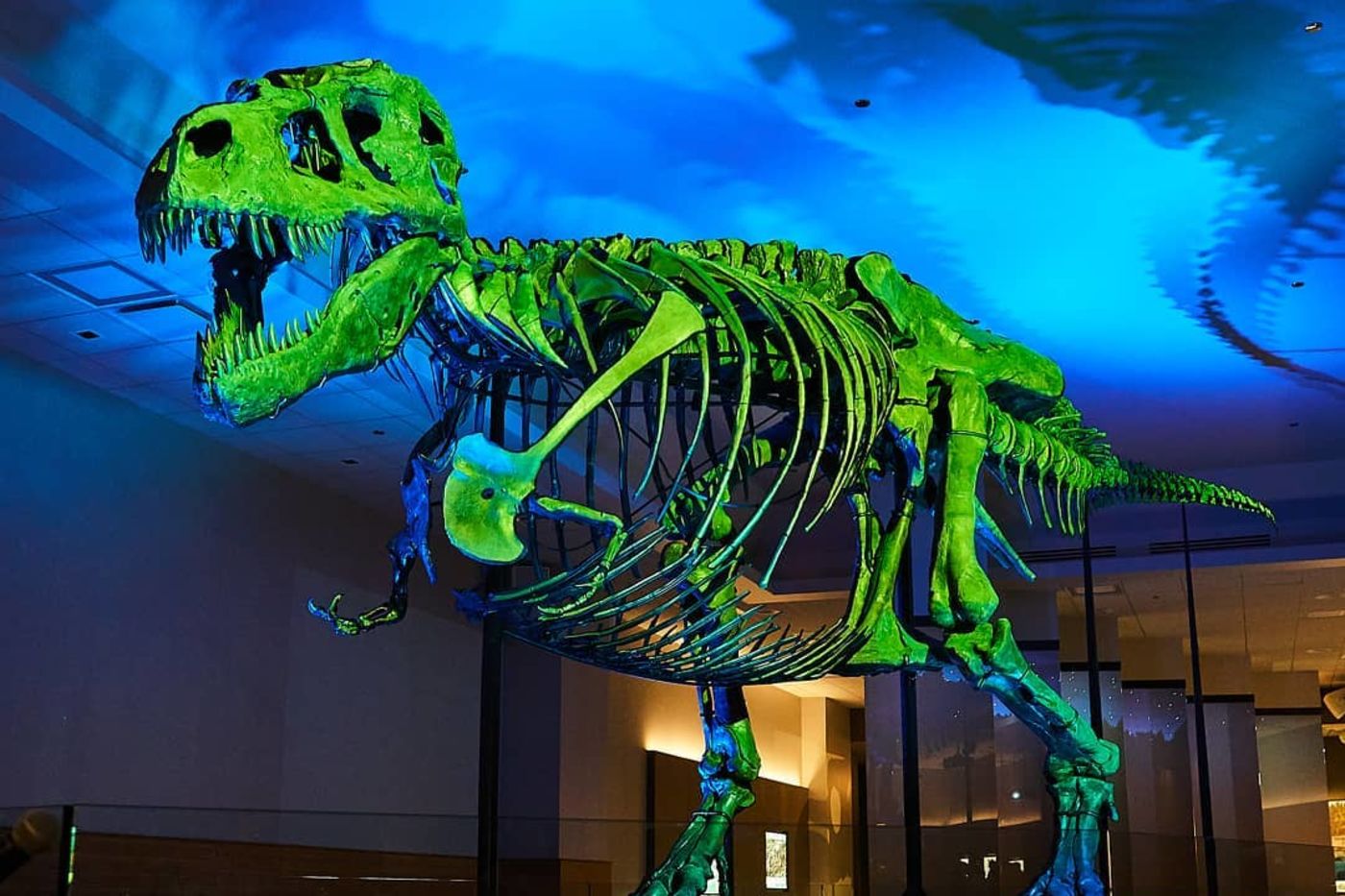 Media for Visiting SUE the T. rex: What to Know Before You Go