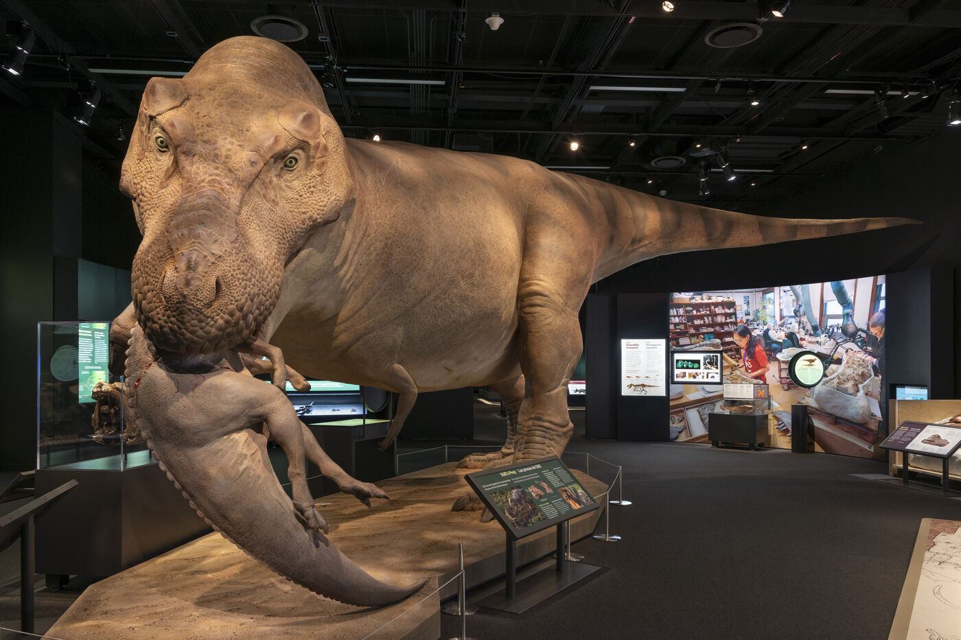 Waking the T. rex 3D: The Story of SUE - Field Museum