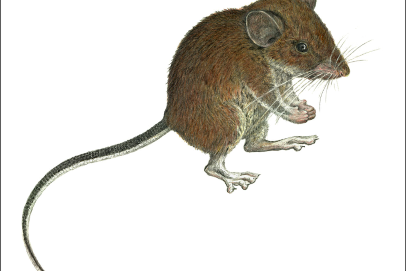 Media for Apomys sierrae