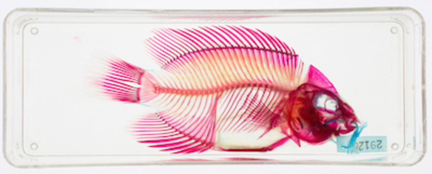 Cleared and stained fish specimen