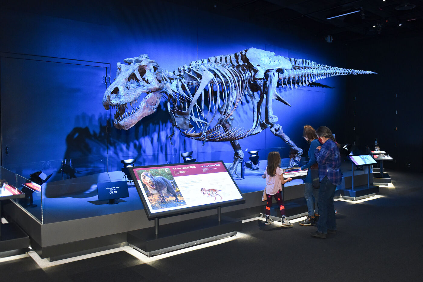 SUE the T. rex - Field Museum