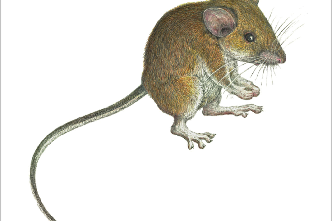 Media for Apomys sierrae